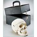 Denoyer-Geppert Anatomical Model, Prem Medical Demo Skull w/Case SK82C